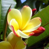 Plumeria---Psychological-Perfection-205