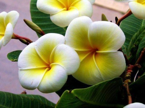 Plumeria---Psychological-Perfection-206.jpg