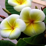 Plumeria---Psychological-Perfection-206