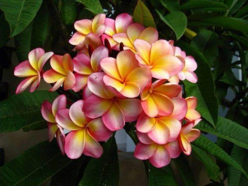 Plumeria---Psychological-Perfection-207.jpg