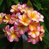 Plumeria---Psychological-Perfection-207