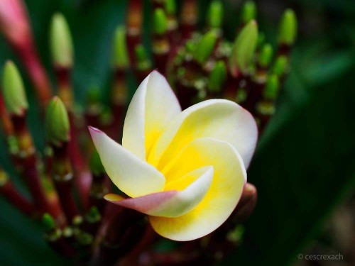 Plumeria---Psychological-Perfection-208.jpg