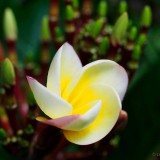 Plumeria---Psychological-Perfection-208