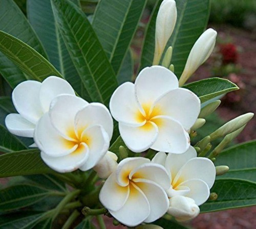 Plumeria---Psychological-Perfection-209.jpg