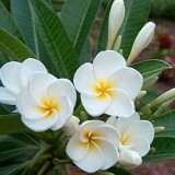 Plumeria---Psychological-Perfection-209