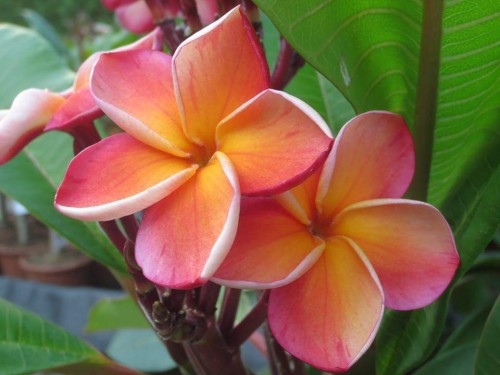 Plumeria---Psychological-Perfection-21.jpg