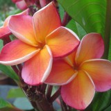 Plumeria---Psychological-Perfection-21