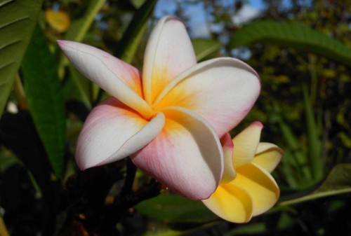 Plumeria---Psychological-Perfection-210.jpg