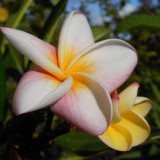 Plumeria---Psychological-Perfection-210