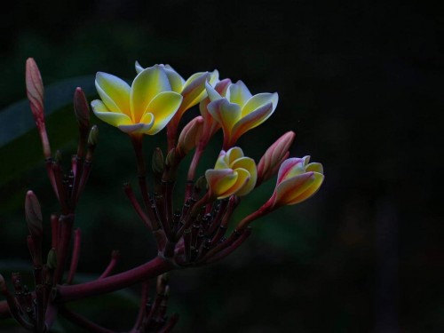 Plumeria---Psychological-Perfection-211.jpg