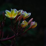 Plumeria---Psychological-Perfection-211