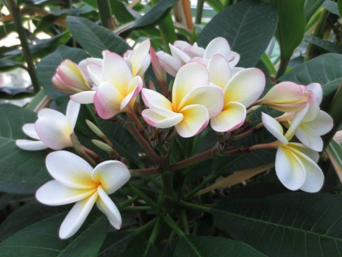 Plumeria---Psychological-Perfection-212.jpg