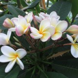 Plumeria---Psychological-Perfection-212