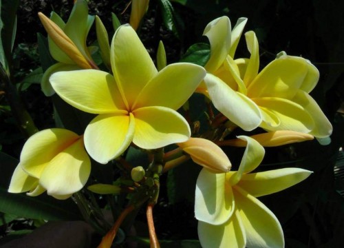 Plumeria---Psychological-Perfection-213.jpg