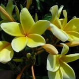 Plumeria---Psychological-Perfection-213