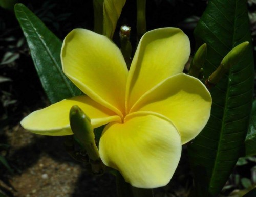 Plumeria---Psychological-Perfection-214.jpg