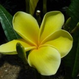 Plumeria---Psychological-Perfection-214