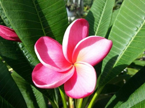 Plumeria---Psychological-Perfection-215.jpg