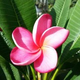 Plumeria---Psychological-Perfection-215