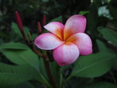 Plumeria---Psychological-Perfection-216.jpg