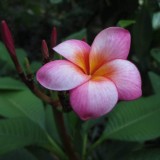 Plumeria---Psychological-Perfection-216