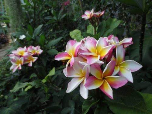 Plumeria---Psychological-Perfection-217.jpg