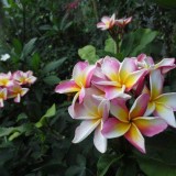 Plumeria---Psychological-Perfection-217