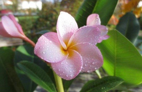 Plumeria---Psychological-Perfection-218.jpg