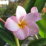 Plumeria---Psychological-Perfection-218