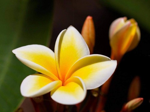 Plumeria---Psychological-Perfection-219.jpg