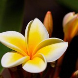 Plumeria---Psychological-Perfection-219