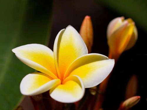 Plumeria---Psychological-Perfection-22.jpg