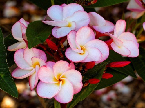 Plumeria---Psychological-Perfection-220.jpg