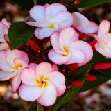 Plumeria---Psychological-Perfection-220