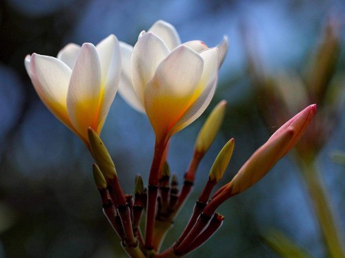 Plumeria---Psychological-Perfection-221.jpg