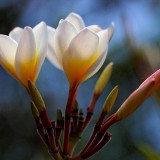 Plumeria---Psychological-Perfection-221