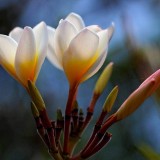 Plumeria---Psychological-Perfection-23