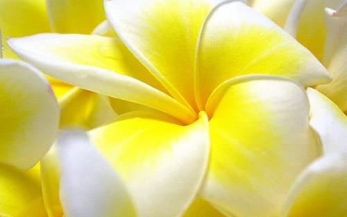 Plumeria---Psychological-Perfection-24.jpg