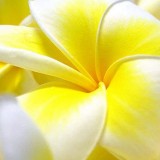 Plumeria---Psychological-Perfection-24