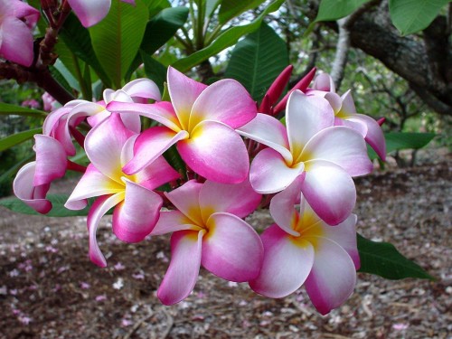 Plumeria---Psychological-Perfection-25.jpg