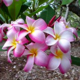 Plumeria---Psychological-Perfection-25