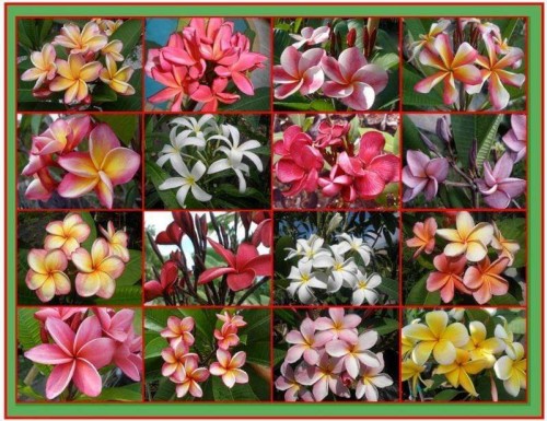 Plumeria---Psychological-Perfection-27.jpg