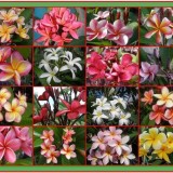 Plumeria---Psychological-Perfection-27