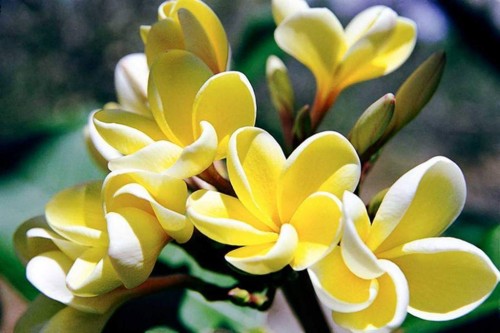 Plumeria---Psychological-Perfection-28.jpg