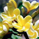 Plumeria---Psychological-Perfection-28