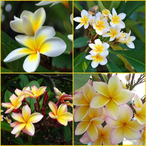 Plumeria---Psychological-Perfection-29.jpg