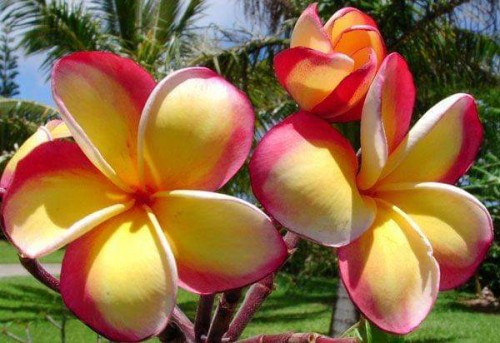 Plumeria---Psychological-Perfection-3.jpg