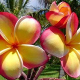 Plumeria---Psychological-Perfection-3