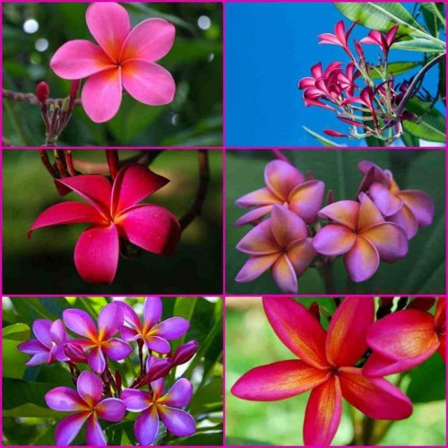 Plumeria---Psychological-Perfection-30.jpg