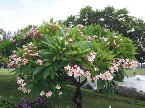 Plumeria---Psychological-Perfection-31.jpg